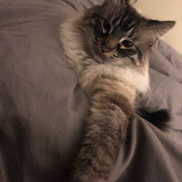 Meet your Posher, Sophia - Picture 1 of 1